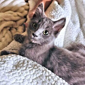 Johnny -  Domestic Long Hair Cat for Adoption in Rutherfordton, North Carolina - Johnny | PetCurious