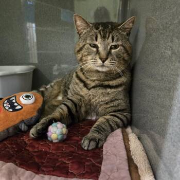 Domestic Short Hair Cats Available for Adoption - Nibbles | PetCurious