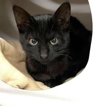 Kitten Zira -  Domestic Short Hair Cat for Adoption in Seal Beach, California - Kitten Zira | PetCurious