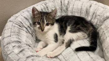CATALINA -  Domestic Short Hair Cat for Adoption in Tustin, California - CATALINA | PetCurious