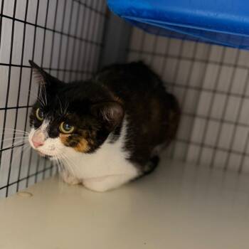 Momma Outlaw -  Domestic Short Hair Cat for Adoption in Columbiana, Alabama - Momma Outlaw | PetCurious