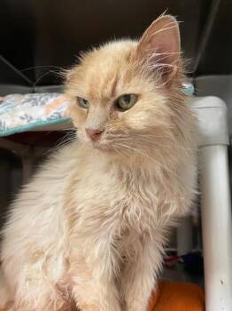 Ready Frederika -  Domestic Short Hair Cat for Adoption in Vancouver, Washington - Ready Frederika | PetCurious