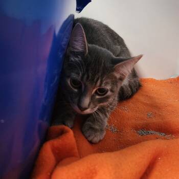 Rescue Domestic Short Hair Cats for Adoption in Monroe, Michigan - Lulu | PetCurious