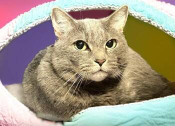 Domestic Short Hair Cats Available for Adoption in Fort Lauderdale, Florida - SELINA KYLE | PetCurious