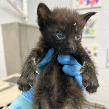 Olive -  Domestic Short Hair Cat Available for Adoption in West Palm Beach, Florida - Olive | PetCurious