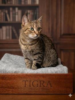 American Shorthair Cats Available for Adoption in East Orange, New Jersey - Tigra | PetCurious