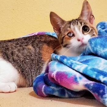 Isla -  Domestic Short Hair Cat for Adoption in Santa Fe, Texas - Isla | PetCurious