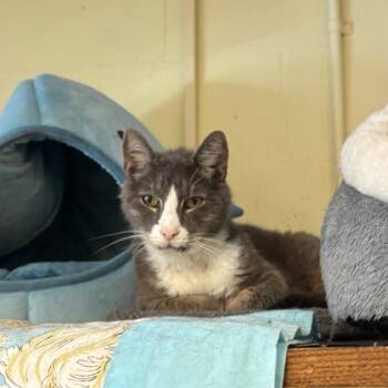 Rescue Domestic Short Hair Cats for Adoption in Braintree, Massachusetts - Duke - Who Should Be Royalty | PetCurious