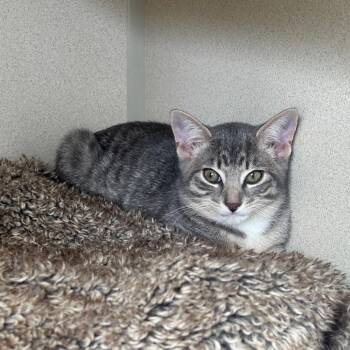 Momiji -  Domestic Short Hair Cat for Adoption in Redwood City, California - Momiji | PetCurious