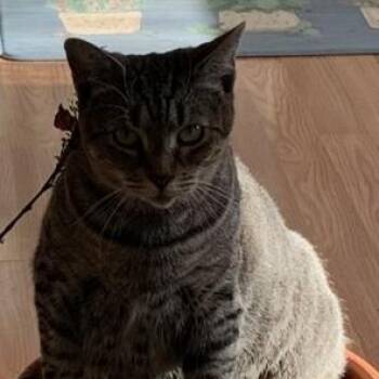 Sara -  Domestic Short Hair Cat for Adoption in West Warwick, Rhode Island - Sara | PetCurious