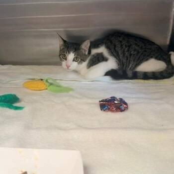 Osborn -  Domestic Short Hair Cat for Adoption in Long Beach, California - Osborn | PetCurious
