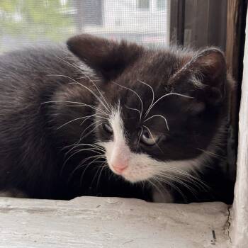 Enzo -  Domestic Short Hair Cat Available for Adoption in Weehawken Township, New Jersey - Enzo | PetCurious