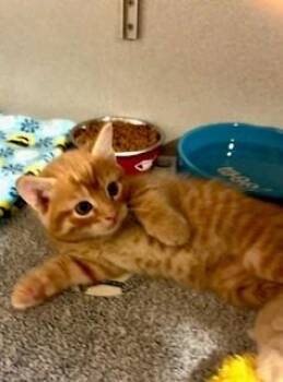 Cowboy -  Domestic Short Hair Cat for Adoption in Mason City, Iowa - Cowboy | PetCurious