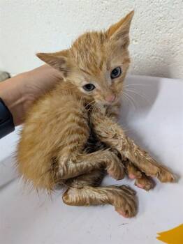 A534394 -  Domestic Short Hair Cat for Adoption in St. Peters, Missouri - A534394 | PetCurious