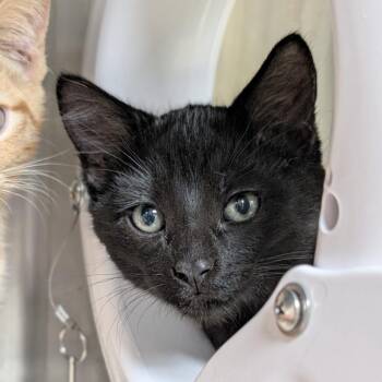 Jabba -  Domestic Short Hair Cat for Adoption in Seattle, Washington - Jabba | PetCurious