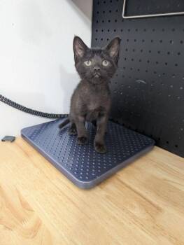 Agamemnon -  Domestic Short Hair Cat for Adoption in Dayton, Minnesota - Agamemnon | PetCurious