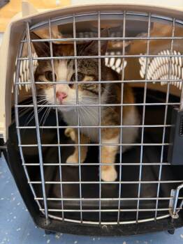 Domestic Short Hair Cats Available for Adoption - Thimble | PetCurious