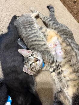 Maverick -  Domestic Short Hair Cat for Adoption in Miami, Oklahoma - Maverick | PetCurious