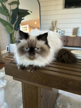 Himalayan Cats Available for Adoption in Brockport, New York - Josephine And Vivienne  | PetCurious