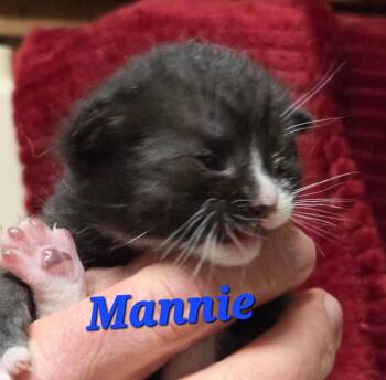 Domestic Short Hair Cats Available for Adoption in Pomona, New York - Mannie | PetCurious
