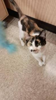 Rossi -  Calico Cat for Adoption in Indianapolis, Indiana - Rossi | PetCurious