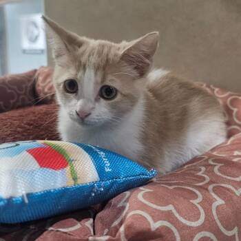 Dream -  Domestic Medium Hair Cat for Adoption in Harlingen, Texas - Dream | PetCurious