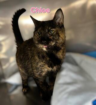 Rescue Domestic Short Hair Cats for Adoption in Jim Thorpe, Pennsylvania - Chloe | PetCurious