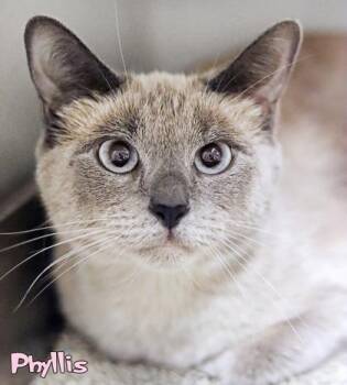 Phyllis -  Domestic Short Hair Cat for Adoption in Mason, Michigan - Phyllis | PetCurious