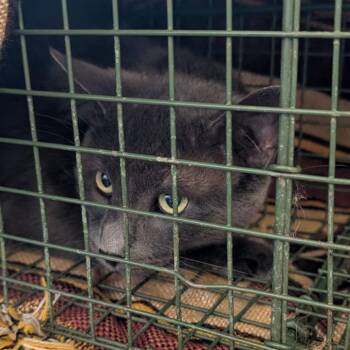 Smokey -  Domestic Short Hair Cat for Adoption in Fairport, New York - Smokey | PetCurious