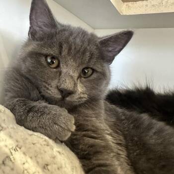 Staples -  Domestic Short Hair Cat for Adoption in Park City, Utah - Staples | PetCurious