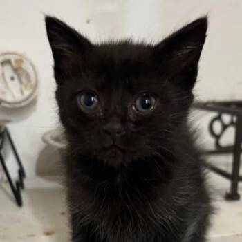 Biscuit -  Domestic Short Hair Cat for Adoption in Cincinnati, Ohio - Biscuit | PetCurious