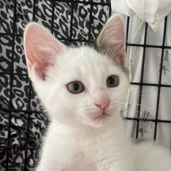 Domestic Short Hair Cats Available for Adoption in Chicago, Illinois - Humidifier | PetCurious