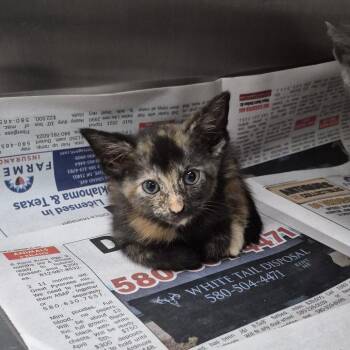 Swan -  Domestic Short Hair Cat for Adoption in Ardmore, Oklahoma - Swan | PetCurious