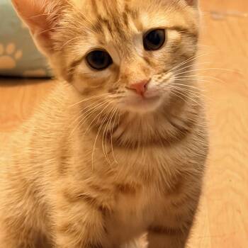 American Shorthair Cats Available for Adoption in Tracy, California - Nevee | PetCurious