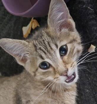 If-12 -  Domestic Short Hair Cat for Adoption in Lawrenceville, Georgia - If-12 | PetCurious