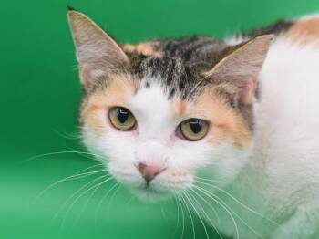 Domestic Short Hair Cats Available for Adoption in Portland, Oregon - Dolly Purrton | PetCurious