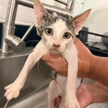 Monet-C -  Domestic Short Hair Cat for Adoption in East St. Louis, Illinois - Monet-C | PetCurious