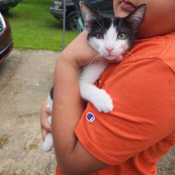 Groot -  Domestic Short Hair Cat for Adoption - Groot | PetCurious