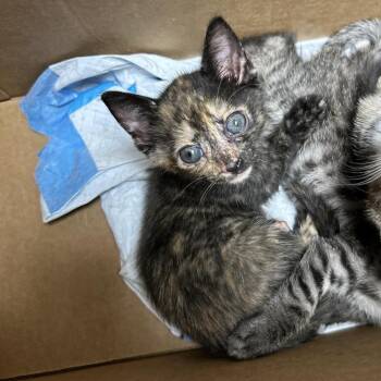 Shakira -  Domestic Short Hair Cat for Adoption in Philadelphia, Pennsylvania - Shakira | PetCurious