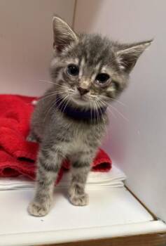 Suzuki (Purple Collar) -  Domestic Short Hair Cat for Adoption in Fairfax, Virginia - Suzuki (Purple Collar) | PetCurious