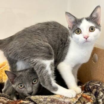 Rescue Domestic Short Hair Cats for Adoption - Cloudy | PetCurious