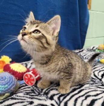 Liam -  Domestic Short Hair Cat Available for Adoption in Bucyrus, Ohio - Liam | PetCurious