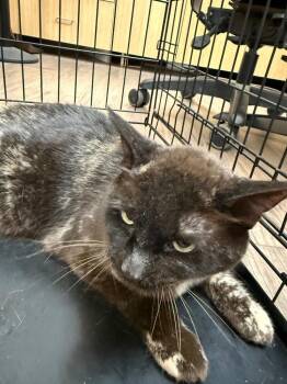 Coco -  Domestic Short Hair Cat for Adoption in Gillette, Wyoming - Coco | PetCurious