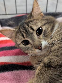 Domestic Short Hair Cats Available for Adoption - Jitterpuff | PetCurious