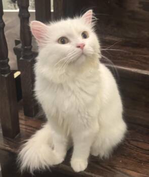 Zacky- super gentle -  Turkish Angora Cat for Adoption in Brampton, Ontario - Zacky- Super Gentle | PetCurious