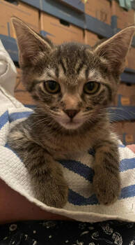 Rescue Domestic Short Hair Cats for Adoption in Spokane, Washington - Red Robin 31790-13 | PetCurious