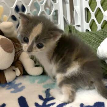 Dorothy -  Domestic Short Hair Cat for Adoption in Lynchburg, Virginia - Dorothy | PetCurious