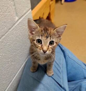 BIJOU -  Domestic Short Hair Cat for Adoption in St. Peters, Missouri - BIJOU | PetCurious