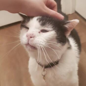 Domestic Short Hair Cats Available for Adoption in Carmel, Indiana - Toothless | PetCurious