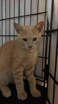 Tang -  Domestic Short Hair Cat for Adoption in St. Cloud, Florida - Tang | PetCurious